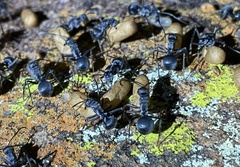 Polyrhachis schistacea