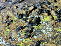 Polyrhachis schistacea
