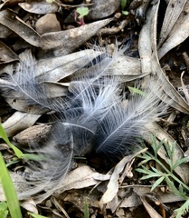 Curruca melanocephala