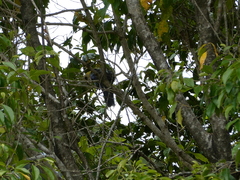 Platycercus adscitus