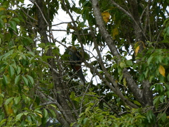 Platycercus adscitus