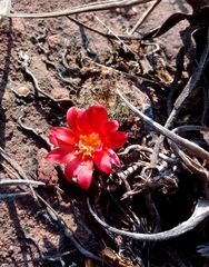 Rebutia minuscula