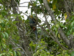 Platycercus adscitus