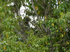 Platycercus adscitus