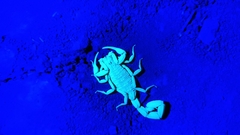 Centruroides tecomanus