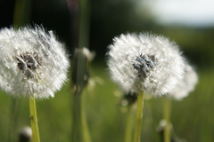 Taraxacum