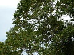 Platycercus adscitus