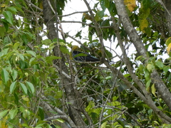 Platycercus adscitus