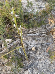 Prasophyllum pruinosum