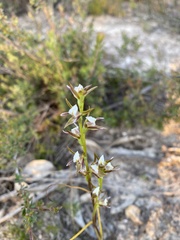 Prasophyllum pruinosum