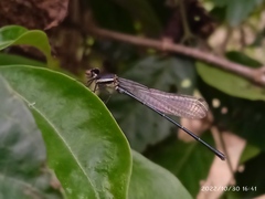 Onychargia atrocyana