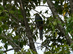 Platycercus adscitus