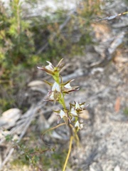 Prasophyllum pruinosum