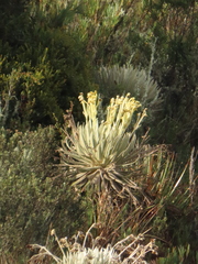 Espeletia murilloi