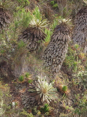 Espeletia rabanalensis