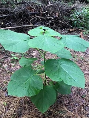 Paulownia
