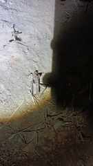 Xyleus discoideus