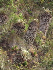 Espeletia rabanalensis