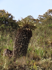 Espeletia rabanalensis