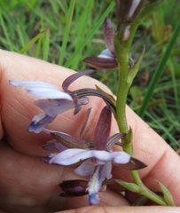 Eulophia zeyheriana