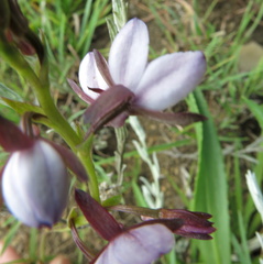 Eulophia zeyheriana