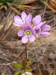 Gentianella corymbosa