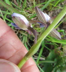 Eulophia zeyheriana