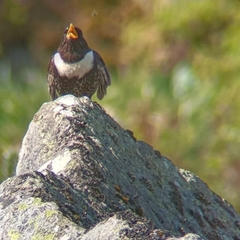Turdus torquatus