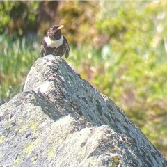 Turdus torquatus