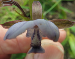 Eulophia zeyheriana