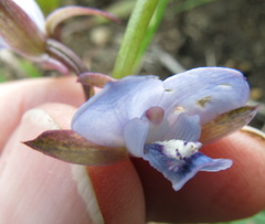 Eulophia zeyheriana
