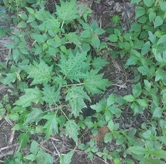 Chenopodium ucrainicum
