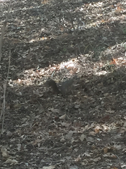 Sciurus niger rufiventer