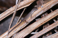 Saproscincus spectabilis