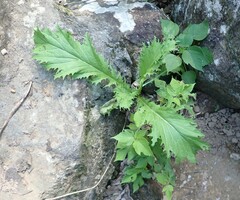 Lactuca indica