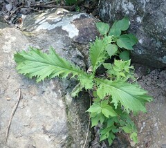 Lactuca indica