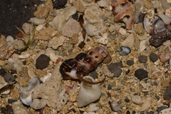 Batillaria australis