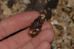 Batillaria australis