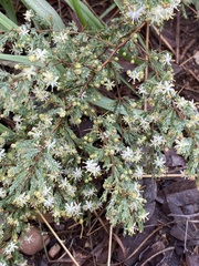 Asparagus flavicaulis