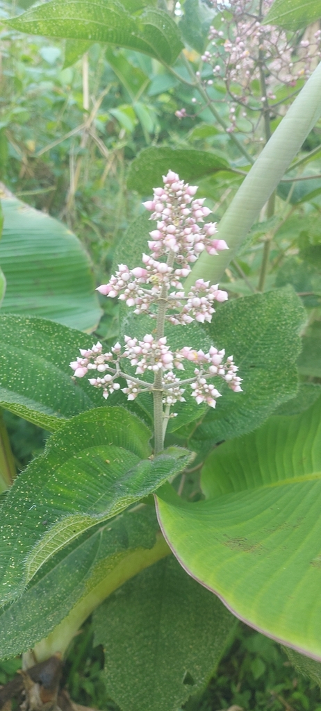 Miconia subcrustulata; photograph Fernando caballero, CC BY, iNaturalist via GBIF