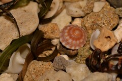 Bembicium flavescens