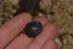 Nerita melanotragus