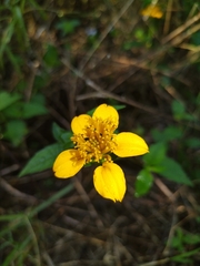 Sclerocarpus uniserialis