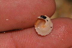 Bembicium flavescens