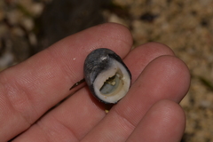 Nerita melanotragus