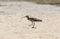 Numenius phaeopus hudsonicus