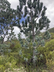 Leucadendron argenteum