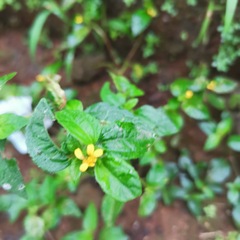 Calyptocarpus vialis