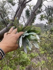 Leucadendron argenteum