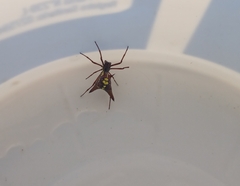 Micrathena sexspinosa